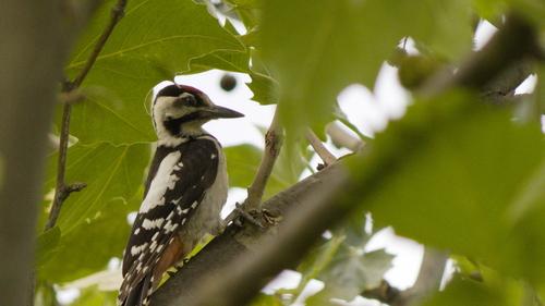 Blutspecht (Jungvogel)