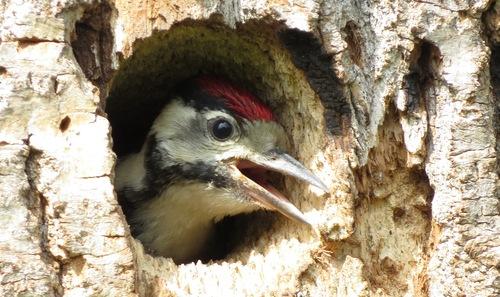 Buntspecht (Jungvogel)