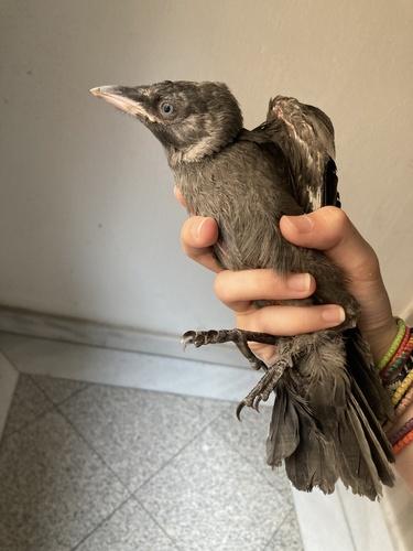 Dohle (Jungvogel)