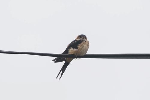 Rötelschwalbe (Jungvogel)