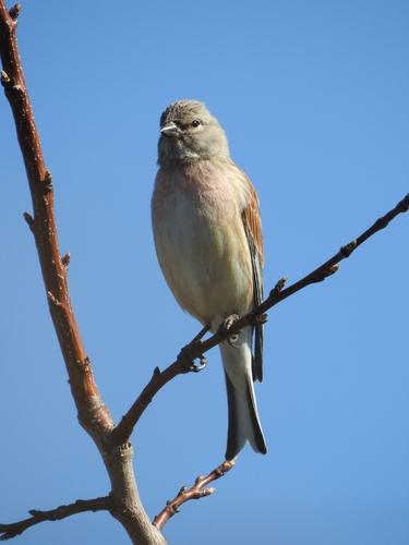 Bluthänfling (Jungvogel)