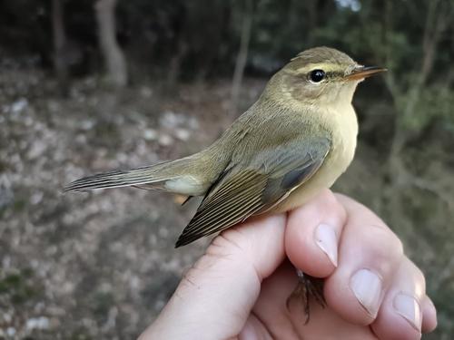 Iberienzilpzalp (Jungvogel)