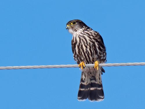 Merlin