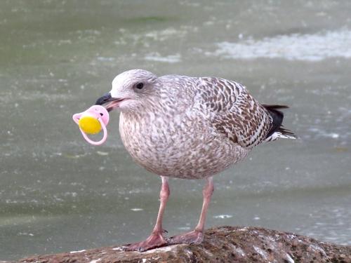 Silbermöwe (Jungvogel)