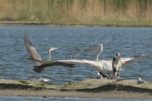 Krauskopfpelikan (Jungvogel)