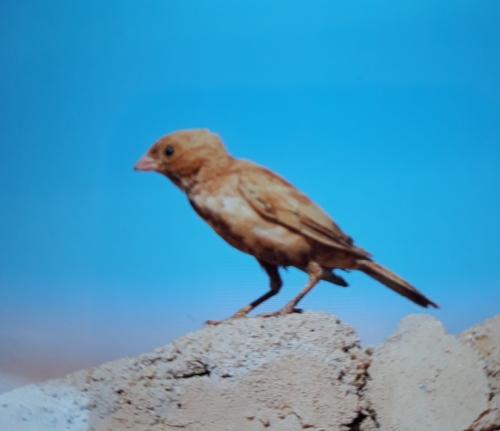 Wüstengimpel (Jungvogel)