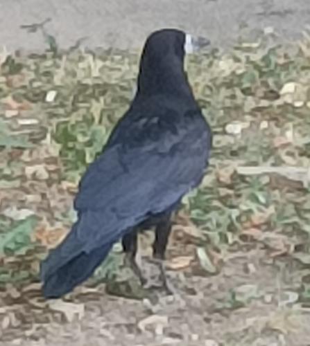 Saatkrähe (Männchen)