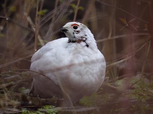 Moorschneehuhn