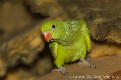 Halsbandsittich (Jungvogel)