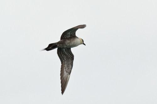 Falkenraubmöwe (Jungvogel)