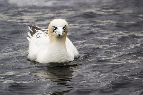 Basstölpel (Jungvogel)