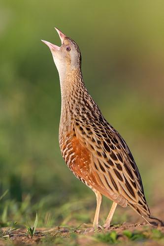 Wachtelkönig