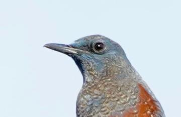 Blaumerle