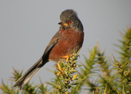 Provencegrasmücke