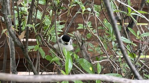 Sumpfmeise (Jungvogel)