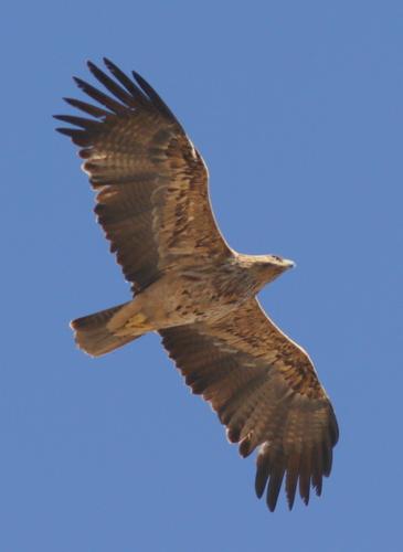 Kaiseradler