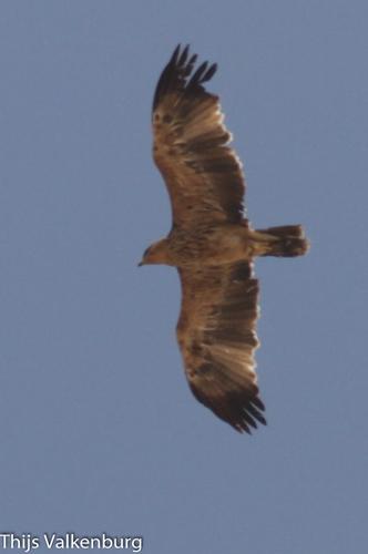 Kaiseradler