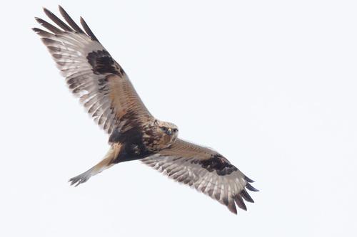 Raufußbussard (Jungvogel)