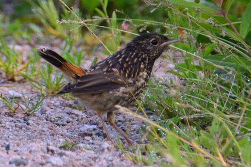 Blaukehlchen (Jungvogel)