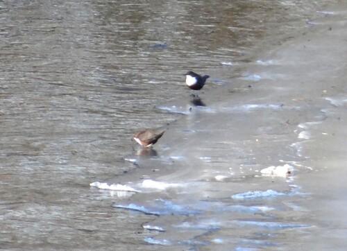 Wasseramsel