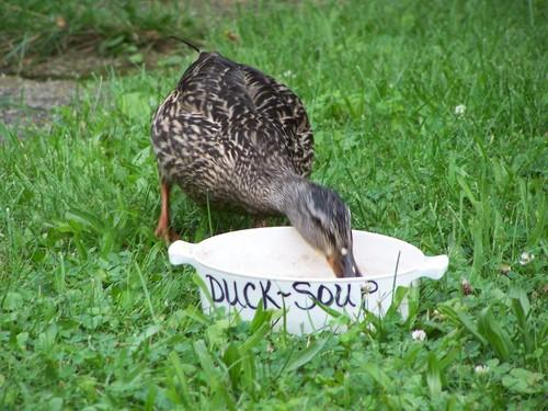 Stockente