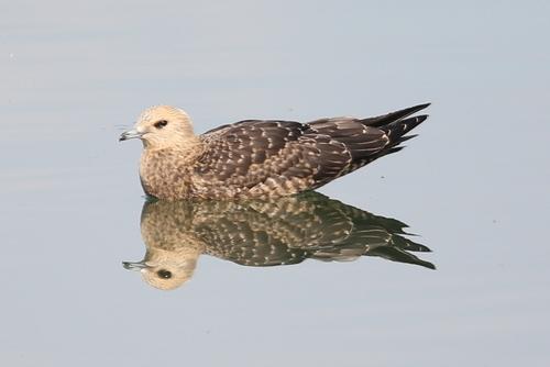 Schmarotzerraubmöwe (Jungvogel)