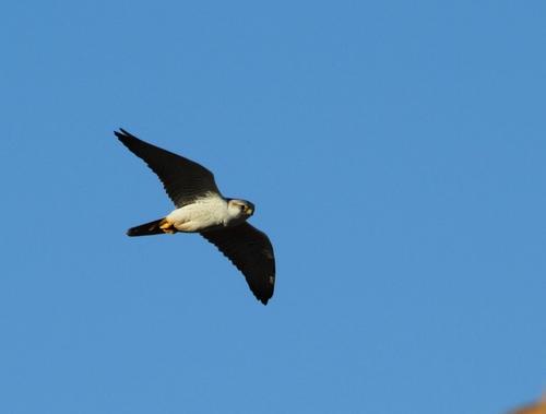Lannerfalke
