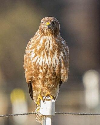 Mäusebussard