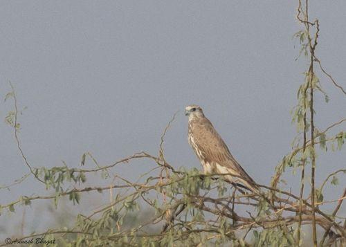 Würgfalke