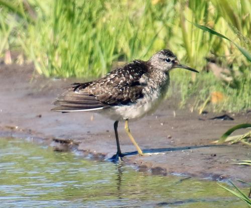 Bruchwasserläufer (Jungvogel)