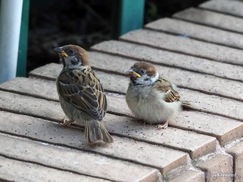 Feldsperling (Jungvogel)