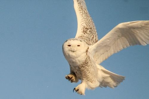 Schneeeule