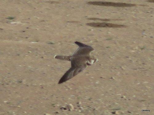 Würgfalke