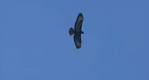 Mäusebussard