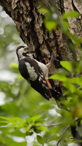 Blutspecht (Jungvogel)