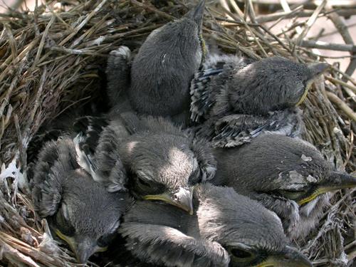 Iberienraubwürger (Jungvogel)