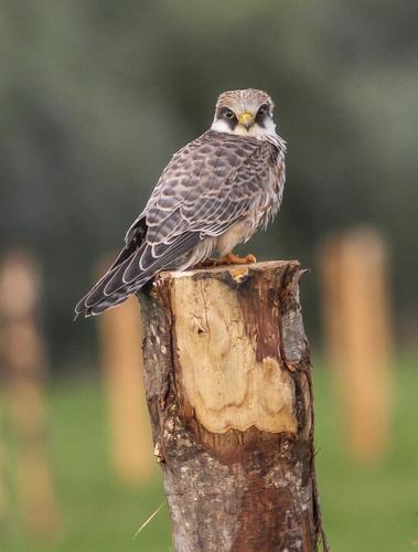 Rotfußfalke (Jungvogel)