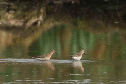 Sichelstrandläufer (Jungvogel)