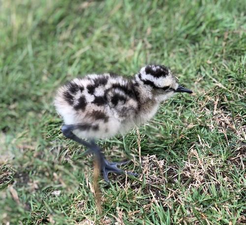 Regenbrachvogel (Jungvogel)