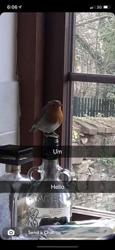 Rotkehlchen