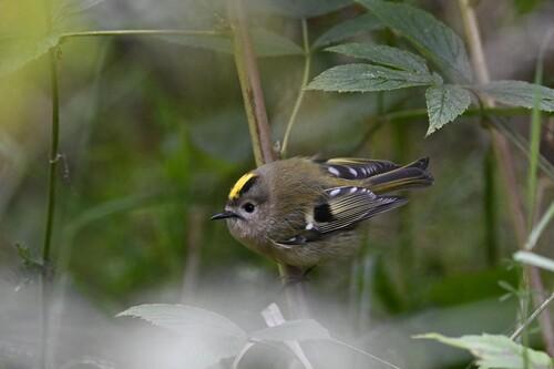 Wintergoldhähnchen (Weibchen)