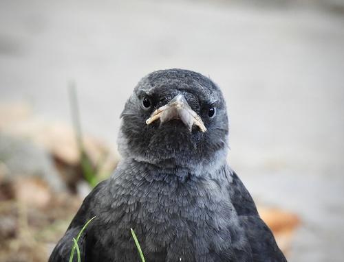 Dohle (Jungvogel)