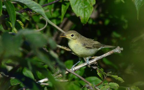 Gelbspötter (Jungvogel)