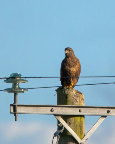 Mäusebussard