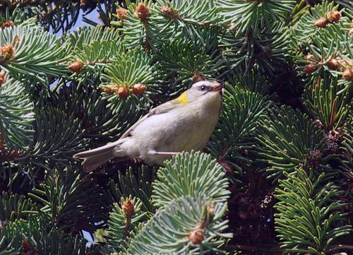 Sommergoldhähnchen