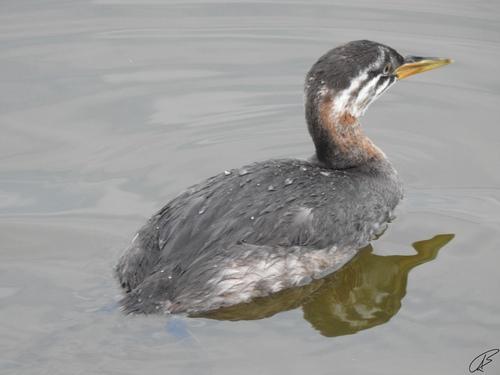 Rothalstaucher (Jungvogel)