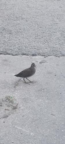 Tüpfelsumpfhuhn