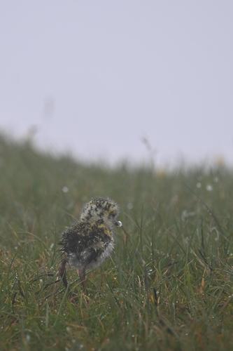 Goldregenpfeifer (Jungvogel)