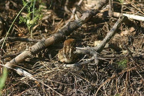 Chukarhuhn (Jungvogel)