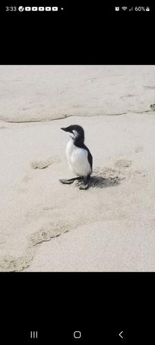 Trottellumme (Jungvogel)